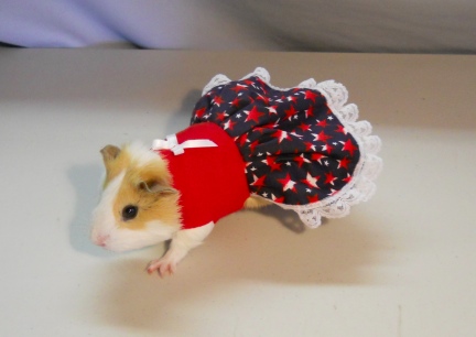 hamsters with clothes