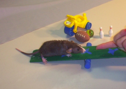 Little Mac Rat Agility Training Begins