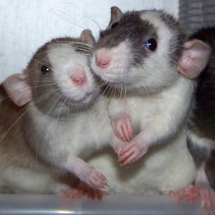 Rattie Love
