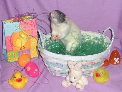 DiNozzo enjoying a treat from the Easter basket! (R.I.P.)